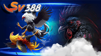 Sabung Ayam SV388